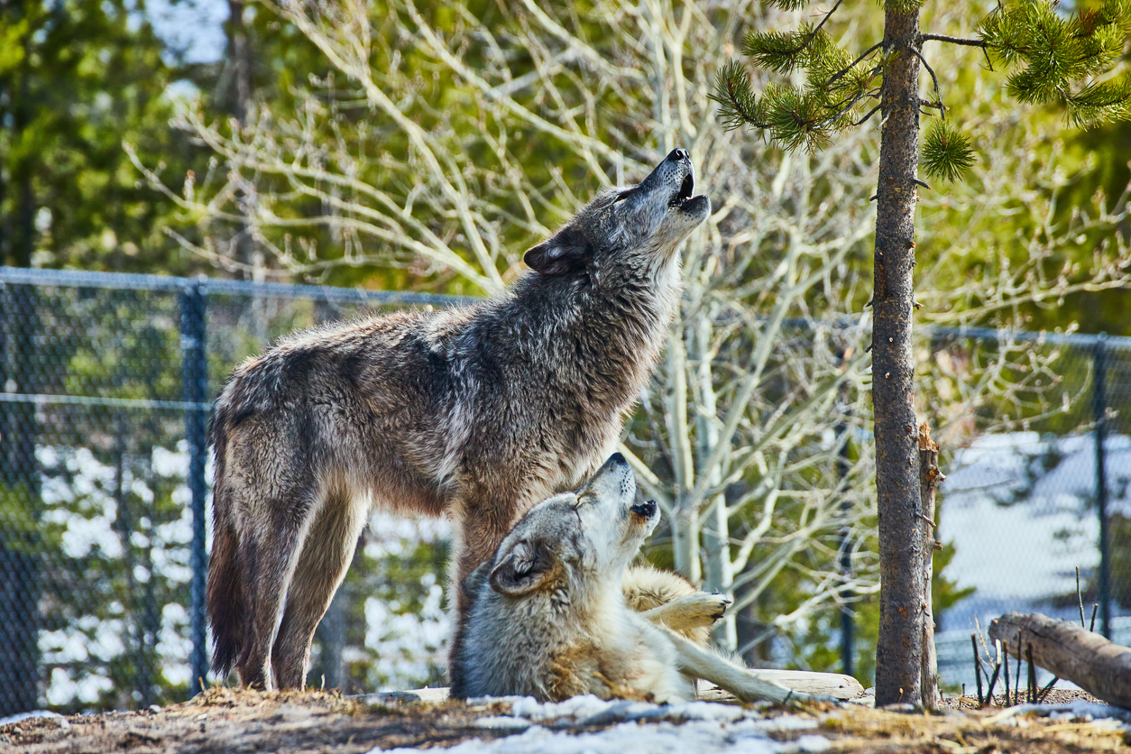 Two wolves howling on top of a rock at Colorado Wolf and Wildlife Center, one of many unique activities in Colorado Springs.